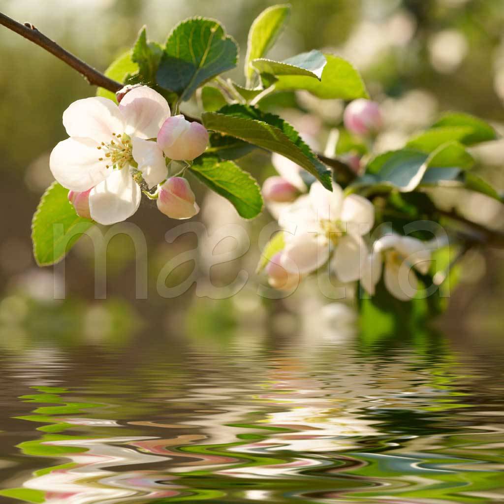 Фотообои Цветущая ветка яблони над водой