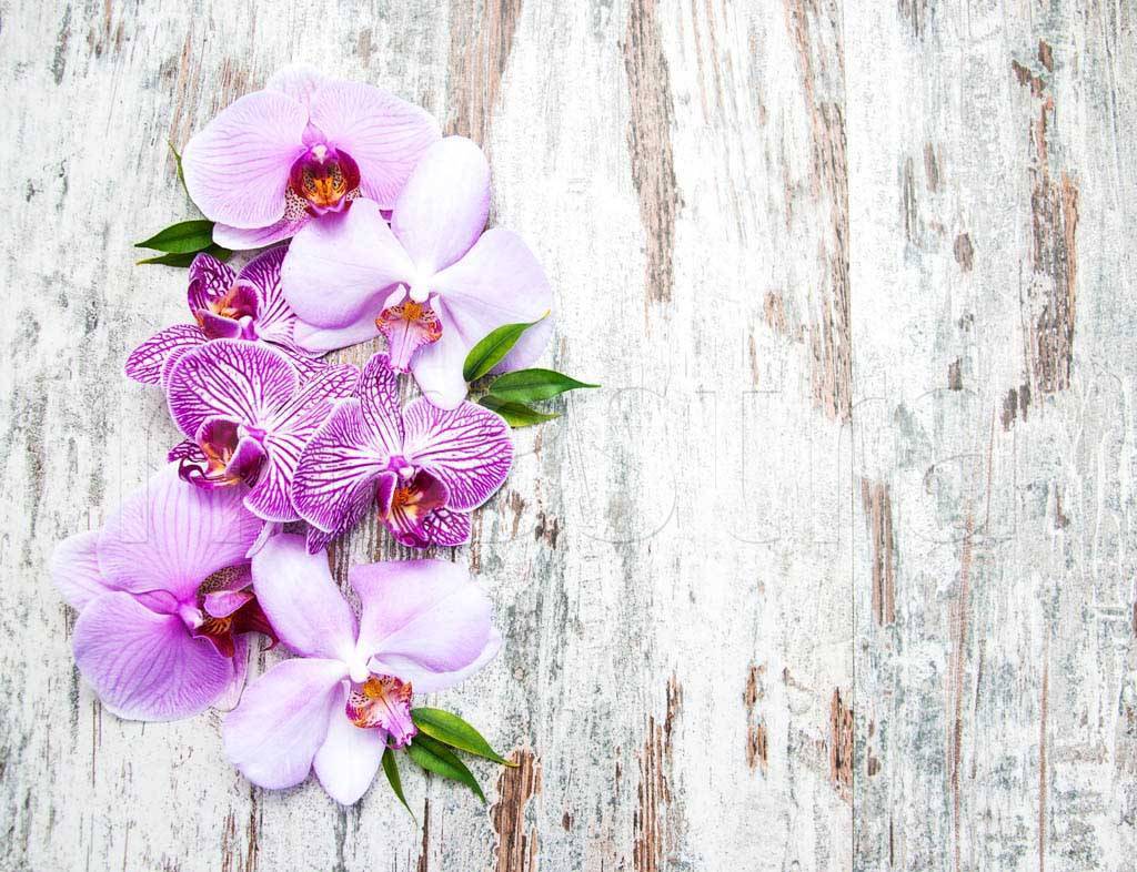 Фотообои Розовая орхидея на фоне дерева